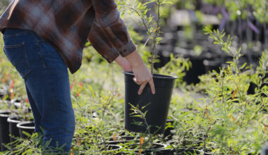 Registration Now Open for SRP Free Shade Tree Online Workshops