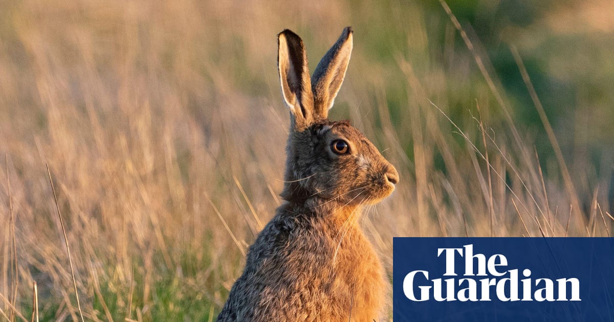 Shooting hares in England to be banned for most of the year | Hunting