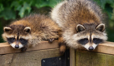 Yahoo lifestyle home