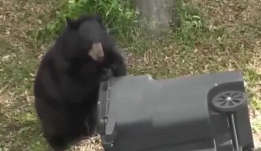 Florida bear hunt begins despite pushback