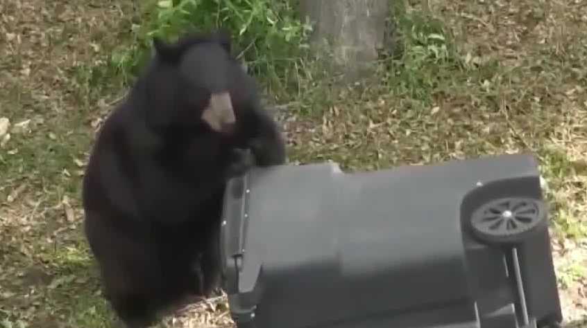 Florida bear hunt begins despite pushback