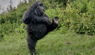 Dancing Gorilla Wins the 2025 Nikon Comedy Wildlife Award