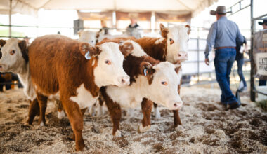 Arizona livestock show returning to Valley for 78th year