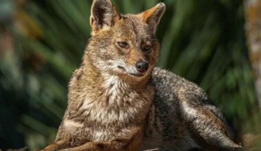Cats, Move Over: Why Packs of Jackals Are Taking Over Tel Aviv