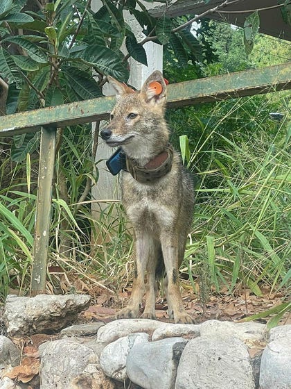 A jackal fitted with a tracking device.