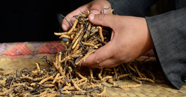 Medicinal herbs that traditional healing relied on are vanishing due to climate change