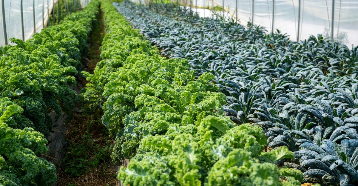 Norwich Meadows Farm, a New York City farmers market staple for produce and food products,  caught on fire in upstate New York, which damaged the farm’s barn.