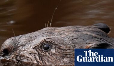 The rise of ‘beaver bombing’ across Europe | Wildlife