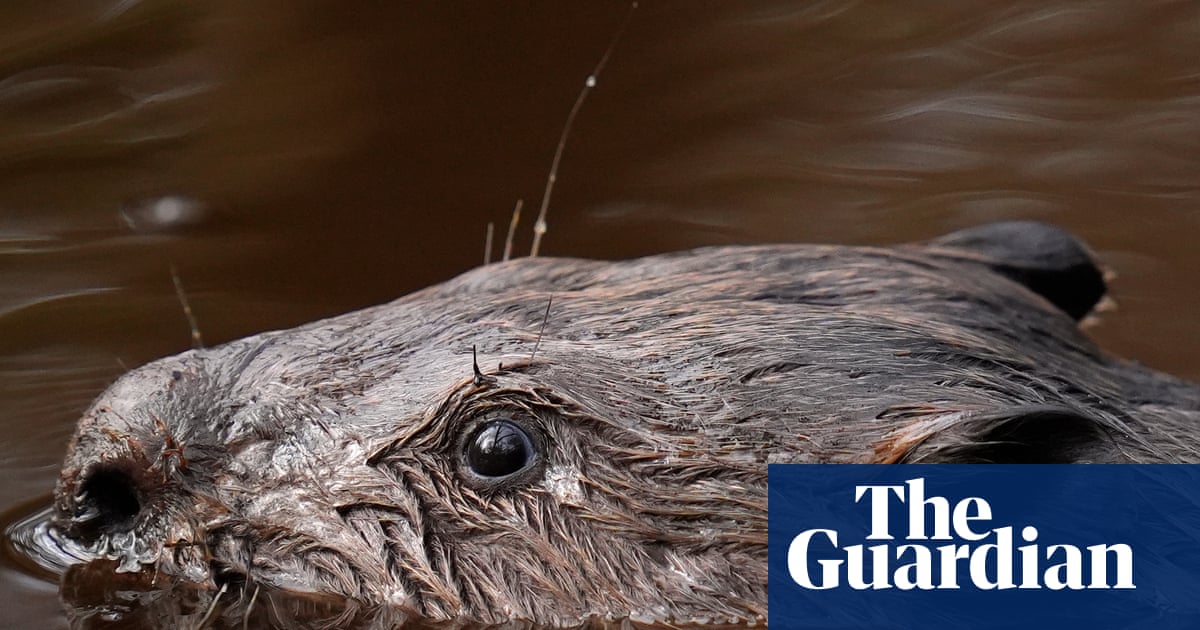 The rise of ‘beaver bombing’ across Europe | Wildlife