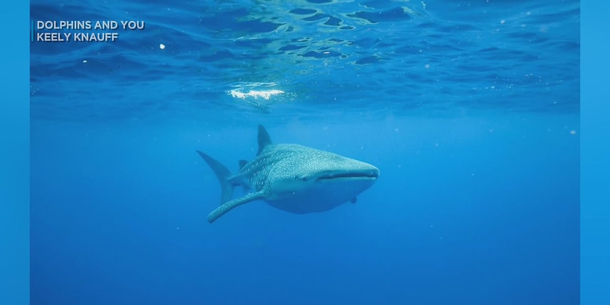 Whale shark seen of waters in West Oahu