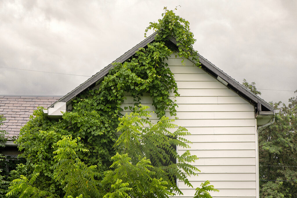 Plants grow through the walls and roofs of abandoned houses on the edge of the Westmoreland Sanitary Landfill property.