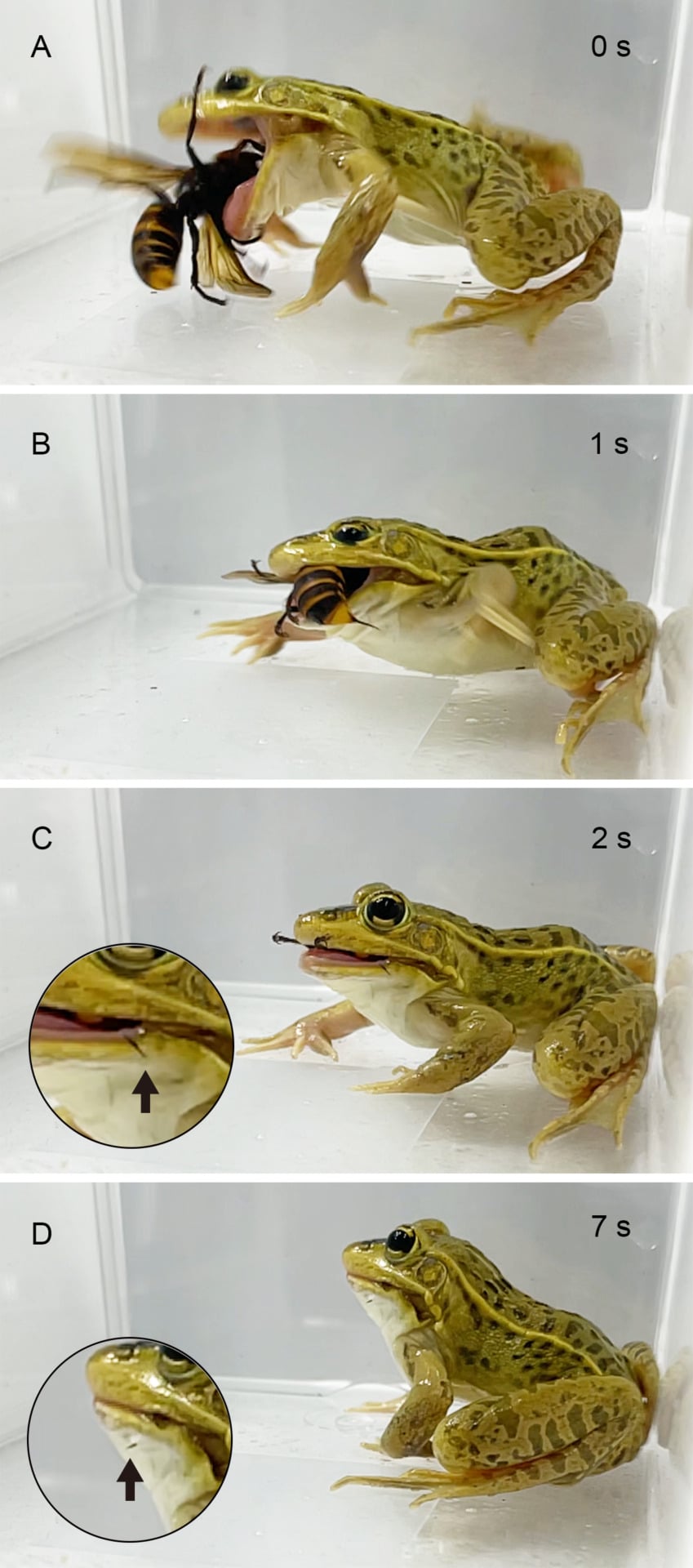 251204 Sugiura Stings Sequence