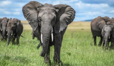 Kenyans protest after roaming elephants kill 4 people in a week