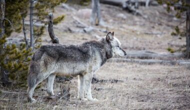 Have wolves saved Yellowstone’s aspens?