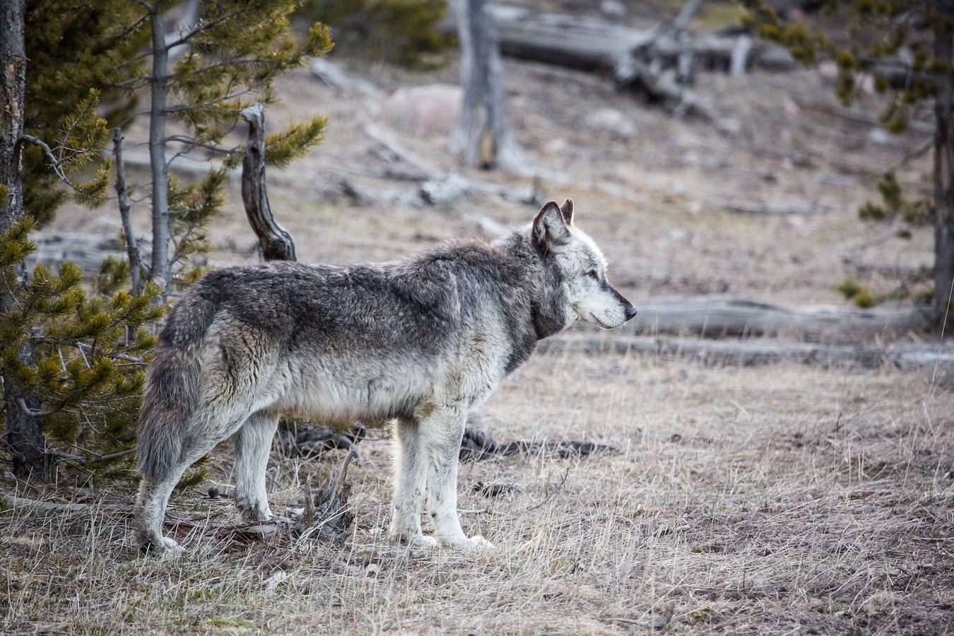 Have wolves saved Yellowstone’s aspens?
