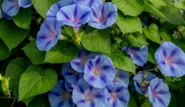 "Happiness" morning glories were bred for Burpee's Declaration Bouquet in celebration of the nation's 250th anniversary.