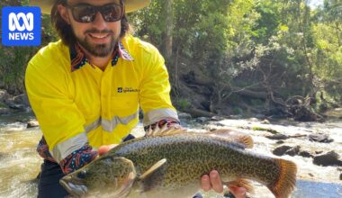 Mary River cod thriving in Brisbane River catchment, century after relative went extinct