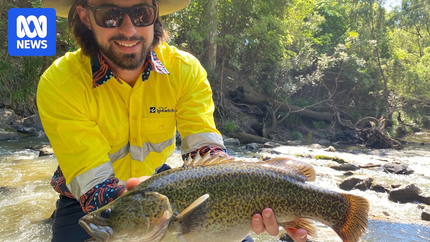 Mary River cod thriving in Brisbane River catchment, century after relative went extinct