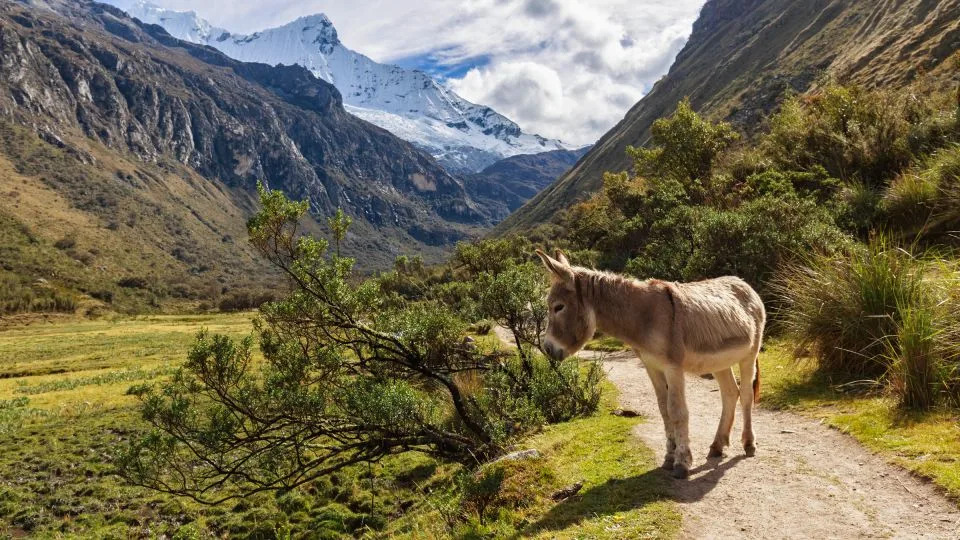 A donkey seen at the Huascaran National Park in Peru. - Westend61/Getty Images