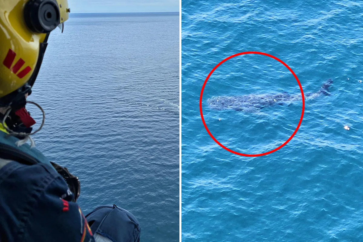 Helicopter crew's incredibly rare 18-metre discovery off east coast of Australia