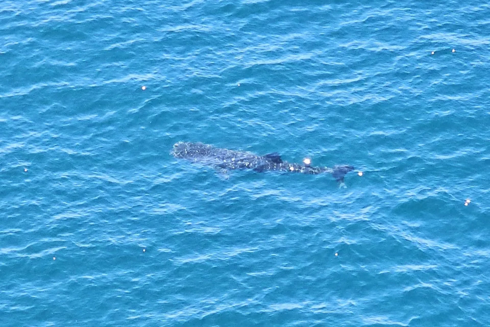 A whale shark seen from a helcopter.
