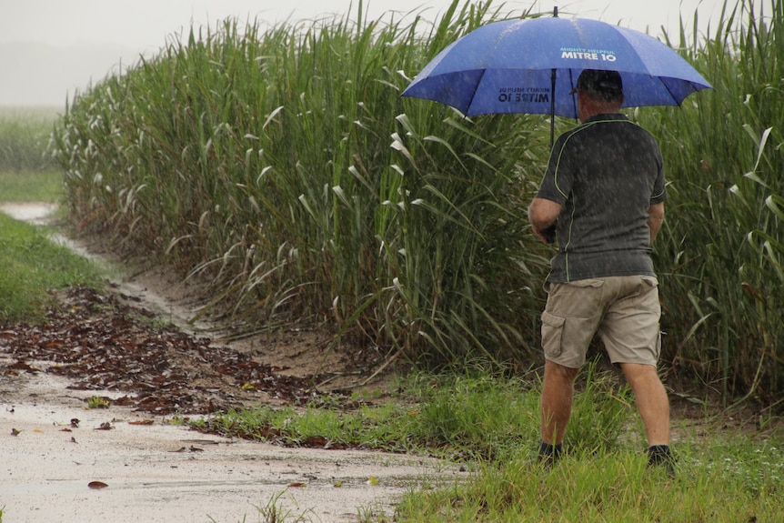 Man with blue umbrella walking next to cane field