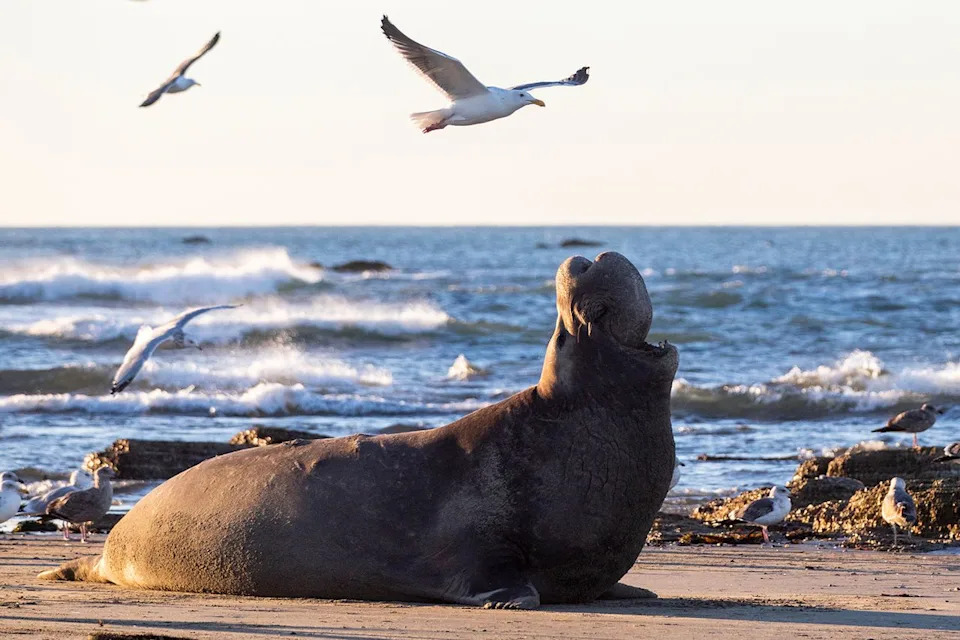 Jessica Christian/The San Francisco Chronicle via Getty A male elephant seal at Ano Nuevo State Park in Pescadero, Calif. Friday, Jan. 21, 2022.