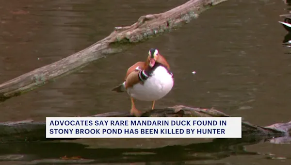Rare Mandarin duck spotted in North Shore killed by hunter, animal advocates say