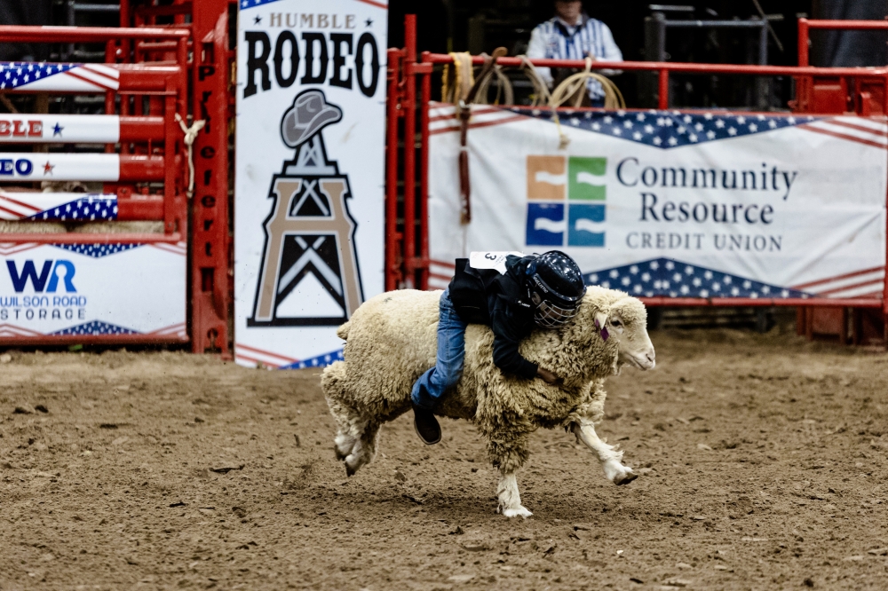 a kid holds on to a sheep at a rodeo