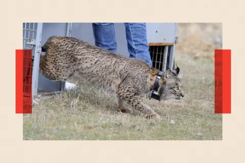 AFP via Getty Images A lynx is released into the wild in Cordoba, southern Spain