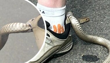 Reptile catcher shares ‘bizarre’ photos from snake call out: ‘still can’t believe it’