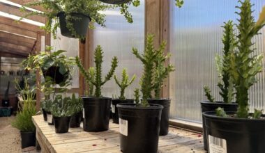 The local nursery offers a variety of plants, ranging from tropical houseplants to an eclectic mix of cacti and succulents. (Andrew Creelman/Community Impact)