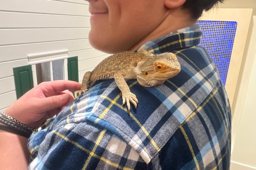 Carroll the Bearded Dragon