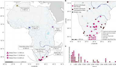 Homo sapiens-specific evolution unveiled by ancient southern African genomes
