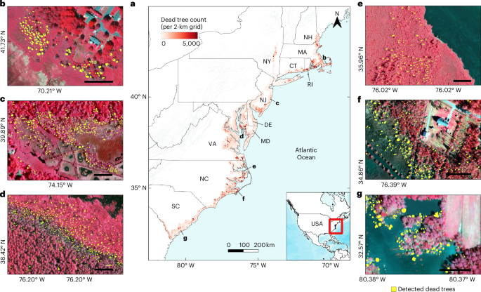 Overlooked and extensive ghost forest formation across the US Atlantic coast