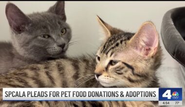 LA shelters desperate need of pet food supplies – NBC Los Angeles