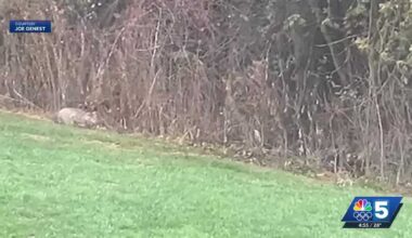 Rare moment of a Vermont bobcat hunting caught on camera