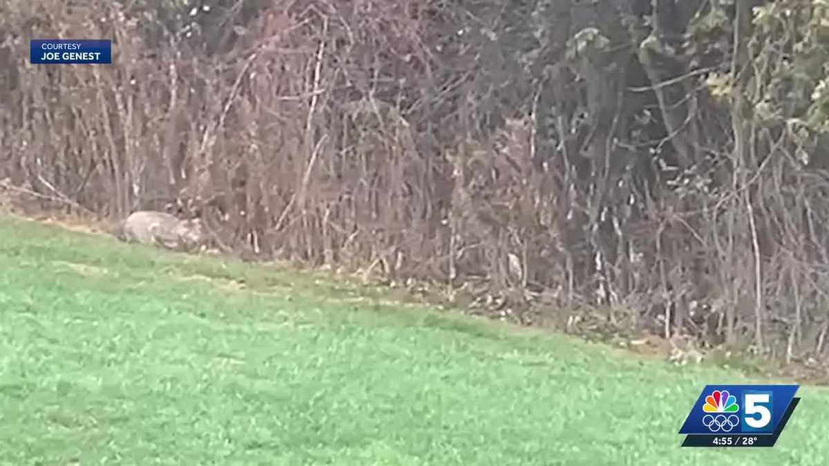 Rare moment of a Vermont bobcat hunting caught on camera