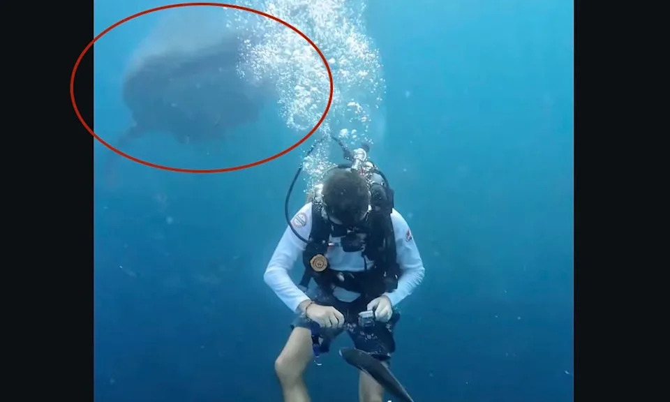 Whale shark closes in on scuba diver.