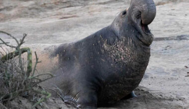 Authorities Investigating After Suspects Seen Throwing Rocks at Protected Elephant Seal in California