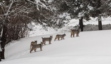 Watch this family of Canada lynx stroll through a Maine front yard