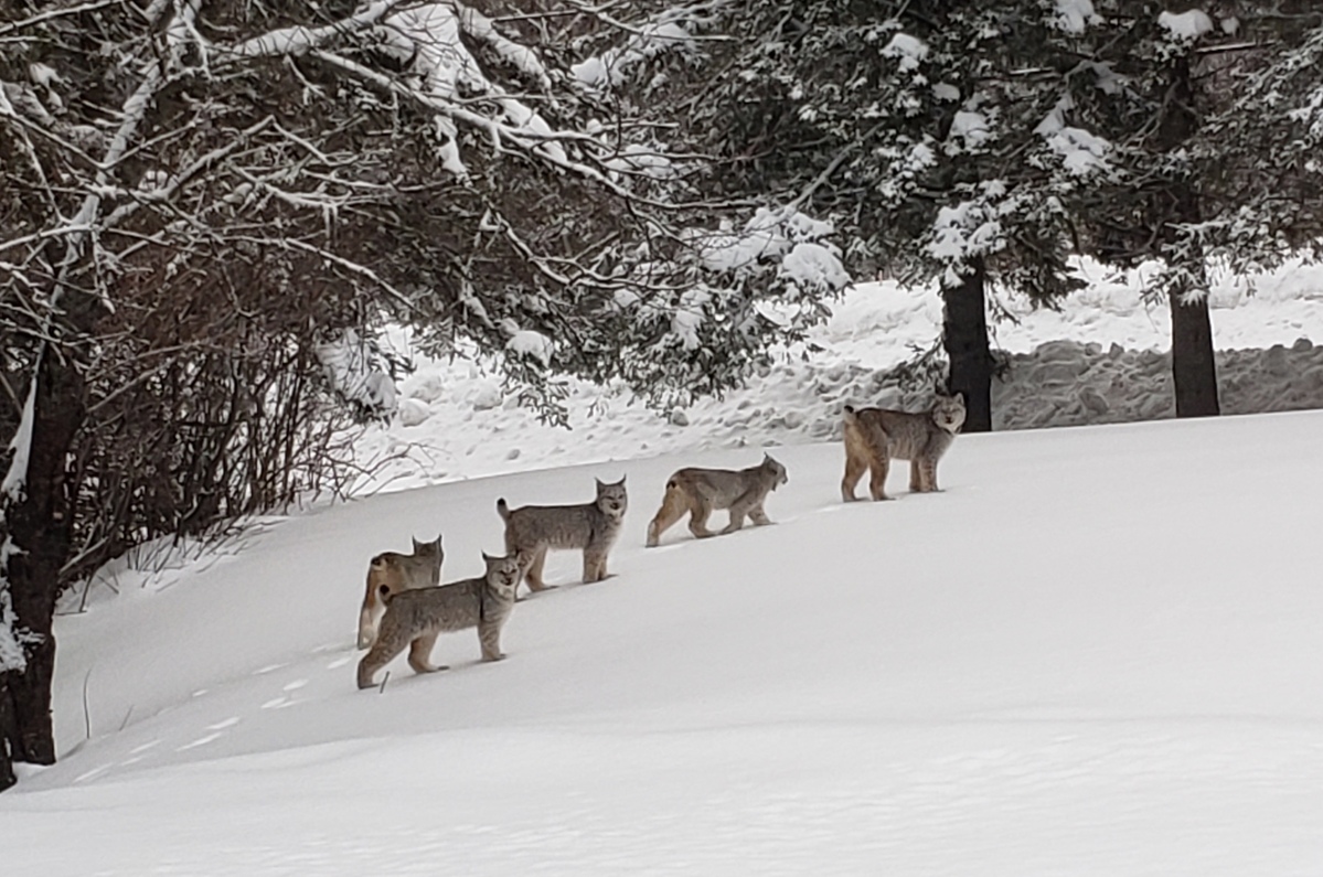 Watch this family of Canada lynx stroll through a Maine front yard