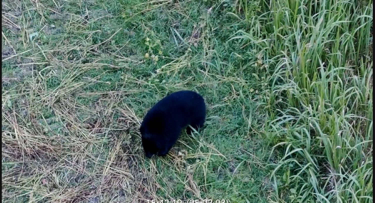 Drones used to locate and drive away bears in Fukushima village