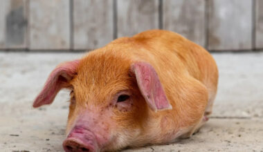 Yahoo lifestyle home