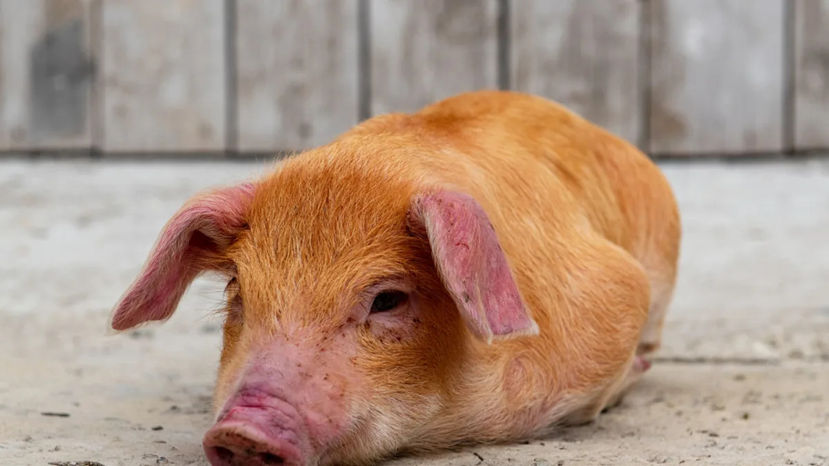 Yahoo lifestyle home