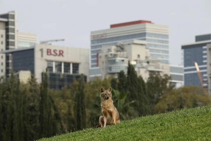 A jackal in Yarkon Park. The animals have accustomed to close proximity to humans.