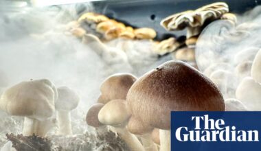 Psychedelic treatments show promise for OCD while cannabis doesn’t, review finds | Obsessive-compulsive disorder