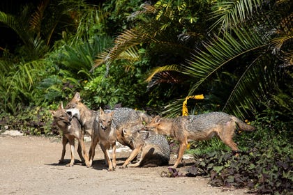 A pack of jackals in Tel Aviv, in 2023.