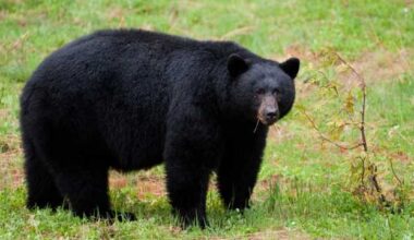 FWC reveals Florida's black bear hunt results