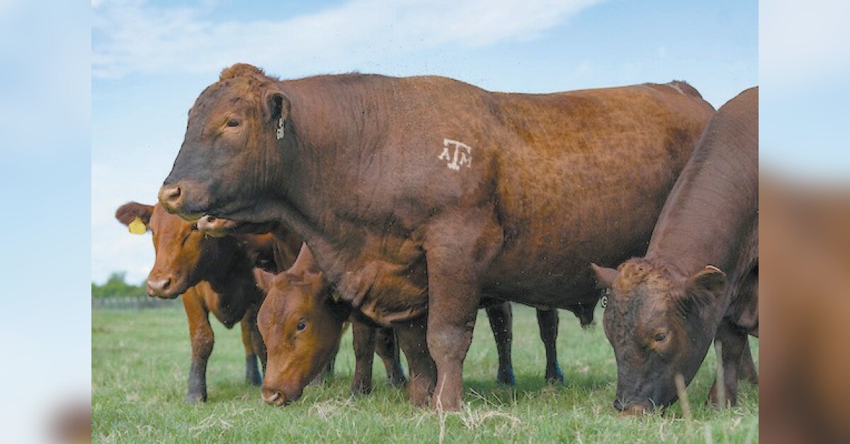 Beef Cattle Short Course slated for Jan. 13 in San Antonio